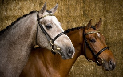 Next in Line (Jukebox x Cavalier)